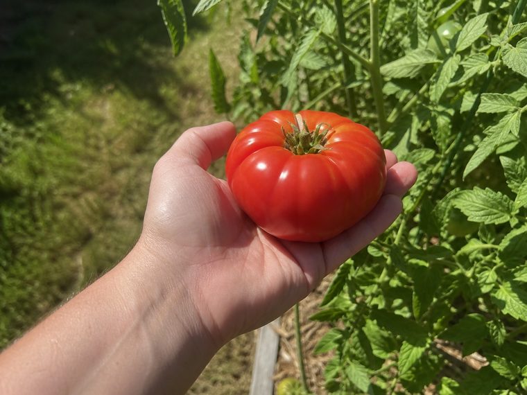 A ripe tomato from the garden, warm in the sun